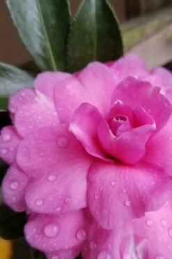 Chansonette Dwarf Weeping Camellia Sasanqua - 1 Gallon Pot -Plant Discount Store Camellia Chansonette 4 1