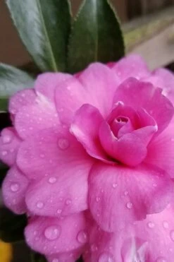 Chansonette Dwarf Weeping Camellia Sasanqua - 3 Gallon Pot 13 Chansonette Dwarf Weeping Camellia Sasanqua - 3 Gallon Pot -Plant Discount Store Camellia Chansonette 4