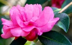 Chansonette Dwarf Weeping Camellia Sasanqua - 3 Gallon Pot 15 Chansonette Dwarf Weeping Camellia Sasanqua - 3 Gallon Pot -Plant Discount Store Camellia Chansonette 5