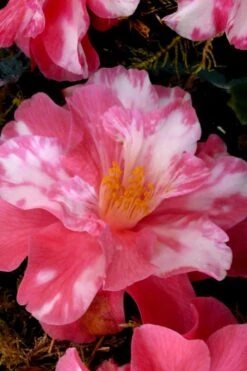 Coral Delight Camellia Hybrid - 1 Gallon Pot -Plant Discount Store Camellia Coral Delight 15