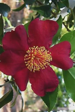 October Magic Crimson 'N Clover Camellia - 3 Gallon Pot -Plant Discount Store Camellia Crimson N Clover 1