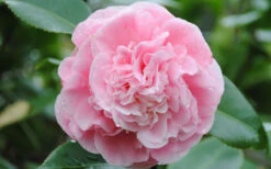Debutante Pink Camellia Japonica - 6 Pack Of 1 Gallon Pots -Plant Discount Store Camellia Debutante Closeup Flower 3