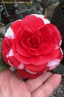 Dixie Knight Supreme Camellia Japonica - 3 Gallon Pot 14 Dixie Knight Supreme Camellia Japonica - 3 Gallon Pot -Plant Discount Store Camellia Dixie Knight 10