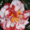 Dixie Knight Supreme Camellia Japonica - 3 Gallon Pot -Plant Discount Store Camellia Dixie Knight Supreme 1