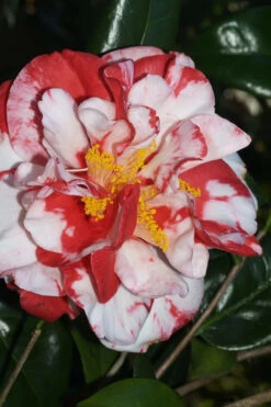 Dixie Knight Supreme Camellia Japonica - 3 Gallon Pot 13 Dixie Knight Supreme Camellia Japonica - 3 Gallon Pot -Plant Discount Store Camellia Dixie Knight Supreme 67