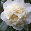 Fifth Avenue White Camellia Japonica - 3 Gallon Pot 2 Fifth Avenue White Camellia Japonica - 3 Gallon Pot -Plant Discount Store Camellia Fifth Avenue