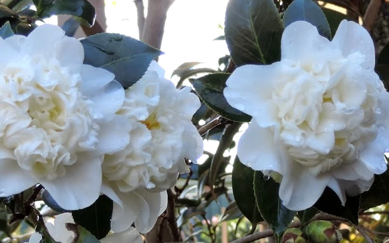 Fifth Avenue White Camellia Japonica - 3 Gallon Pot 7 Fifth Avenue White Camellia Japonica - 3 Gallon Pot - Image 5