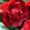 Governor Mouton Red Camellia Japonica - 1 Gallon Pot -Plant Discount Store Camellia Governor Mouton 1 500x750 1