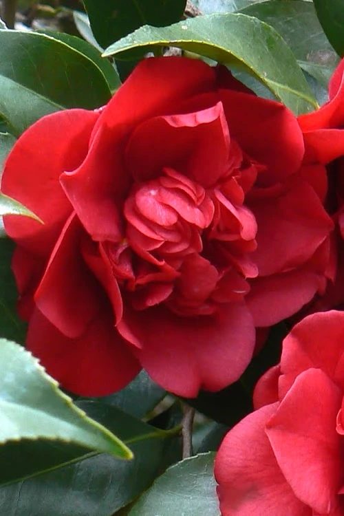 Governor Mouton Red Camellia Japonica - 1 Gallon Pot 3 Governor Mouton Red Camellia Japonica - 1 Gallon Pot