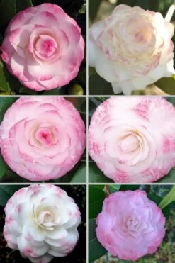 Grace Albritton Camellia Japonica - 1 Gallon Pot 9 Grace Albritton Camellia Japonica - 1 Gallon Pot -Plant Discount Store Camellia Grace Albritton 4