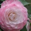 Grace Albritton Camellia Japonica - 1 Gallon Pot -Plant Discount Store Camellia Grace Albritton 5