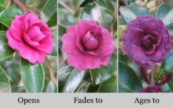 Green's Blues Dwarf Camellia Sasanqua - 3 Gallon Pot -Plant Discount Store Camellia Greens Blues 10