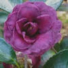 Green's Blues Dwarf Camellia Sasanqua - 3 Gallon Pot 2 Green's Blues Dwarf Camellia Sasanqua - 3 Gallon Pot -Plant Discount Store Camellia Greens Blues 3