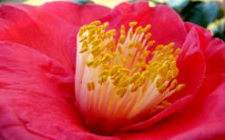 Gunsmoke Camellia Japonica - 3 Gallon Pot 9 Gunsmoke Camellia Japonica - 3 Gallon Pot -Plant Discount Store Camellia Gunsmoke Closeup Flower 3