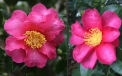 Kanjiro Camellia Sasanqua - 1 Gallon Pot -Plant Discount Store Camellia Kanjiro Closeup Flower 2 2