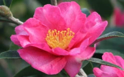 Kanjiro Camellia Sasanqua - 1 Gallon Pot 10 Kanjiro Camellia Sasanqua - 1 Gallon Pot -Plant Discount Store Camellia Kanjiro Closeup Flower