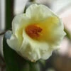 Kicho Yellow Camellia Japonica - 1 Gallon Pot -Plant Discount Store Camellia Kicho 1