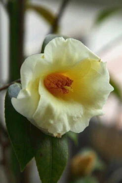 Kicho Yellow Camellia Japonica - 1 Gallon Pot