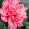 Kick Off Camellia Japonica - 1 Gallon Pot 2 Kick Off Camellia Japonica - 1 Gallon Pot -Plant Discount Store Camellia Kick Off 10