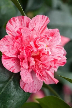 Kick Off Camellia Japonica - 1 Gallon Pot