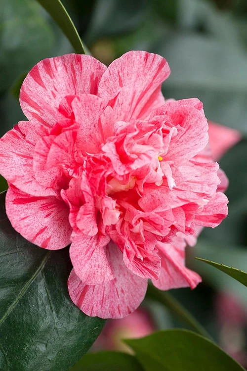 Kick Off Camellia Japonica - 1 Gallon Pot 3 Kick Off Camellia Japonica - 1 Gallon Pot