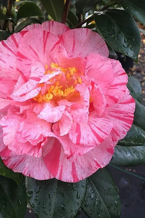 Kick Off Camellia Japonica - 1 Gallon Pot 6 Kick Off Camellia Japonica - 1 Gallon Pot - Image 4