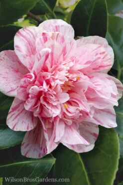 Kick Off Camellia Japonica - 1 Gallon Pot 13 Kick Off Camellia Japonica - 1 Gallon Pot -Plant Discount Store Camellia Kick Off 4