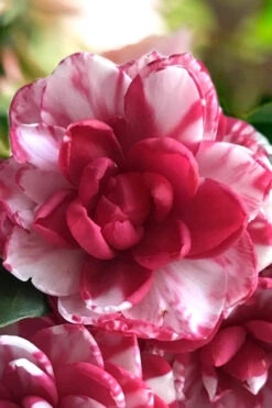 Kiku-Toji Camellia Japonica - 3 Gallon Pot 9 Kiku-Toji Camellia Japonica - 3 Gallon Pot -Plant Discount Store Camellia Kiku Toji 1