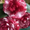 Kiku-Toji Camellia Japonica - 3 Gallon Pot 1 Kiku-Toji Camellia Japonica - 3 Gallon Pot -Plant Discount Store Camellia Kiku Toji 2