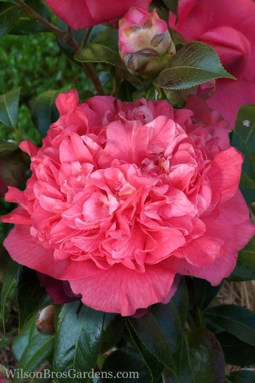 Kumasaka Camellia Japonica - 1 Gallon Pot 3 Kumasaka Camellia Japonica - 1 Gallon Pot