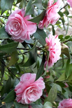 LA Peppermint Camellia Japonica - 1 Gallon Pot 15 LA Peppermint Camellia Japonica - 1 Gallon Pot -Plant Discount Store Camellia La Peppermint 1