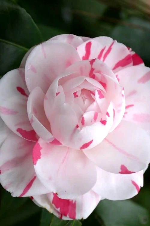 LA Peppermint Camellia Japonica - 1 Gallon Pot 6 LA Peppermint Camellia Japonica - 1 Gallon Pot - Image 4