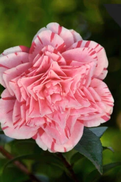 Les Marbury Camellia Japonica - 1 Gallon Pot 11 Les Marbury Camellia Japonica - 1 Gallon Pot -Plant Discount Store Camellia Les Marbury 3