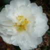 Mine No Yuki Camellia Sasanqua - 3 Gallon Pot 2 Mine No Yuki Camellia Sasanqua - 3 Gallon Pot -Plant Discount Store Camellia Mine No Yuki 20