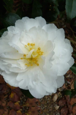 Mine No Yuki Camellia Sasanqua - 3 Gallon Pot