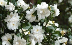 Mine No Yuki Camellia Sasanqua - 3 Gallon Pot -Plant Discount Store Camellia Mine No Yuki 23