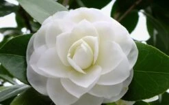 Morning Glow Camellia Japonica - 1 Gallon Pot -Plant Discount Store Camellia Morning Glow 800x500 1