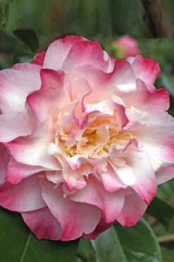 Nuccio's Jewel Camellia Japonica - 1 Gallon Pot -Plant Discount Store Camellia Nucios Jewel 3