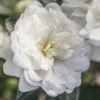 October Magic Bride Camellia - 2 Gallon Pot 2 October Magic Bride Camellia - 2 Gallon Pot -Plant Discount Store Camellia October Magic Bride