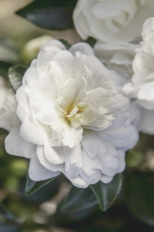 October Magic Bride Camellia - 2 Gallon Pot 3 October Magic Bride Camellia - 2 Gallon Pot