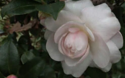 October Magic Dawn Camellia - 1 Gallon Pot 9 October Magic Dawn Camellia - 1 Gallon Pot -Plant Discount Store Camellia October Magic Dawn 1