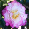 October Magic Inspiration Camellia - 1 Gallon Pot -Plant Discount Store Camellia October Magic Inspiration 10 1