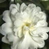 October Magic Ivory Camellia - 2 Gallon Pot -Plant Discount Store Camellia October Magic Ivory 500x750 1
