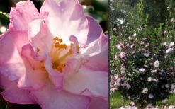 October Magic Orchid Camellia - 2 Gallon Pot 10 October Magic Orchid Camellia - 2 Gallon Pot -Plant Discount Store Camellia October Magic Orchid Flowers 2 1