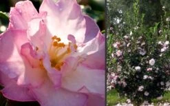 October Magic Orchid Camellia - 1 Gallon Pot -Plant Discount Store Camellia October Magic Orchid Flowers 2