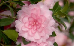 October Magic Pink Perplexion Camellia - 2 Gallon Pot 9 October Magic Pink Perplexion Camellia - 2 Gallon Pot -Plant Discount Store Camellia October Magic Pink Perplexion 2