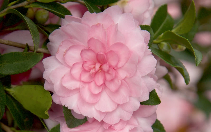 October Magic Pink Perplexion Camellia - 7 Gallon Pot (1-2') 6 October Magic Pink Perplexion Camellia - 7 Gallon Pot (1-2') - Image 4
