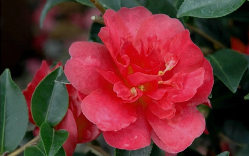 October Magic Rose Camellia - 3 Gallon Pot 6 October Magic Rose Camellia - 3 Gallon Pot - Image 4