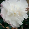 October Magic Snow Camellia - 2 Gallon Pot 1 October Magic Snow Camellia - 2 Gallon Pot -Plant Discount Store Camellia October Magic Snow 5 2
