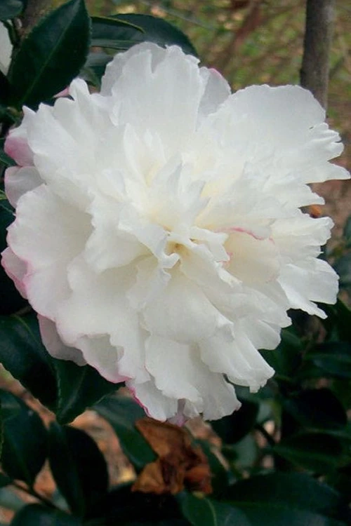 October Magic Snow Camellia - 2 Gallon Pot 3 October Magic Snow Camellia - 2 Gallon Pot